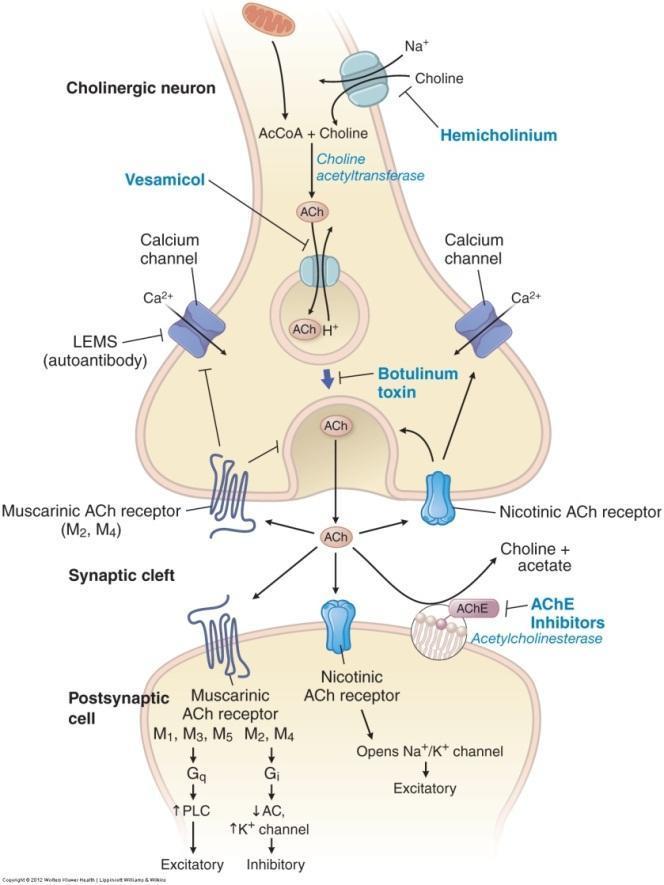 Szinaptikus transzmisszió: kolinerg nikotinos