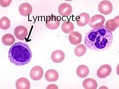 Lymphocyta: nyirokcsomókban, thymusban és lépben formálódnak (csontvelő precursorok) a nyirokutakon keresztül lépnek a keringésbe az Adaptív immunrendszer elemei 6.