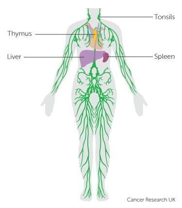 Immunrendszer Nr.18. AZ IMMUNRENDSZER RÉSZEI: LYMPHATIKUS RENDSZER I.