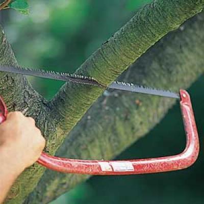 5. شاخه بری تربیه و پرورش درختان میوه شاخه بری عمل برش یا دور نمودن بخشی از نبات برای بهبود
