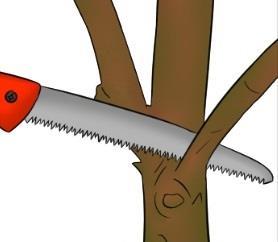 های کوچک چاقوی شاخه بری برای رشد نوده های جوان و مرتب کردن قطع بزرگ قیچی کوچک شاخه بری Shears