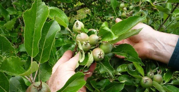موجودیت بیش از حد میوه در یک درخت ممکن است آنرا ضعیف کند و در نتیجه میوه های کوچک با کیفیت پایین به بار آید و همچنان در فصل آینده درخت کوچکتر بماند.