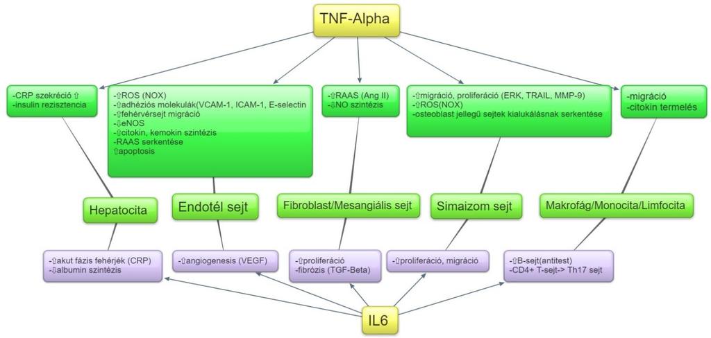 1. ábra A panel: A TNF-Alpha és az IL6 sejtspecifikus hatásai, különös tekintettel a vesékben szereplő sejttípusokra 2.2. ADIPOCITOKINEK 2.2.1. Leptin A leptint két évtizeddel ezelőtt fedezték fel, az elhízás egyik paramétereként.