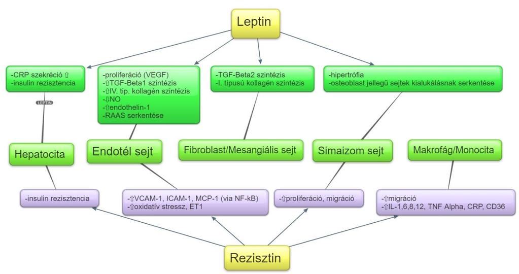 1. ábra B panel: A leptin és a rezisztin sejtspecifikus hatásai, különös tekintettel a vesékben szereplő sejttípusokra 2.3.
