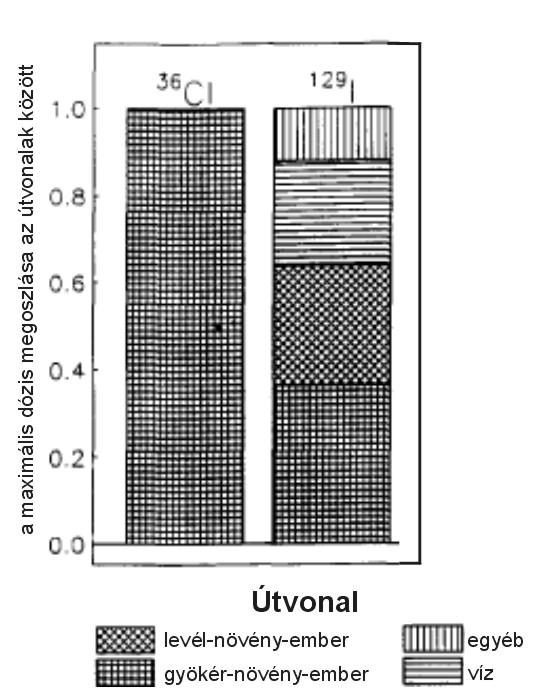 36 Cl és 129 I bejutása a elő szervezetbe - A felszín alatti vizek kiáramlási területein a Cl és a I is bekerül a talajvízbe és a légkörbe elérhetővé válik a növények számára is.