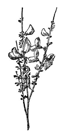 Vértes Attila Bevezető Kulcsszavak: radioaktivitás, bomlási sorok, nyomjelzéstechnika IRODALOM Becquerel, Henri (1896): Sur les radiations émises par phosphorescence. Comptes Rendus. 122, 420 421.