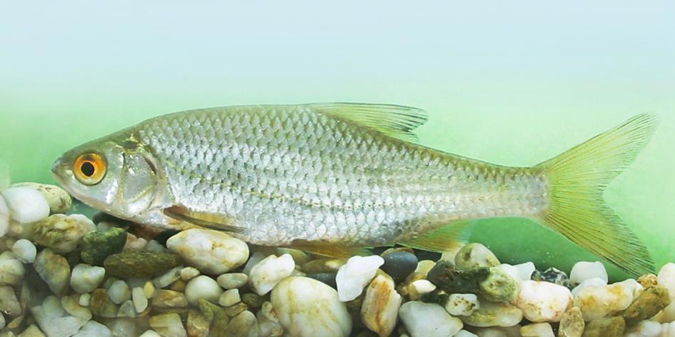 A has- és hátúszók első sugarai a hal hossztengelyére merőlegesen egy vonalba esnek, míg a nagyon hasonló vörösszárnyú keszeg a hátúszójának első sugara nem esik egybe a hasúszó alapvonalával.