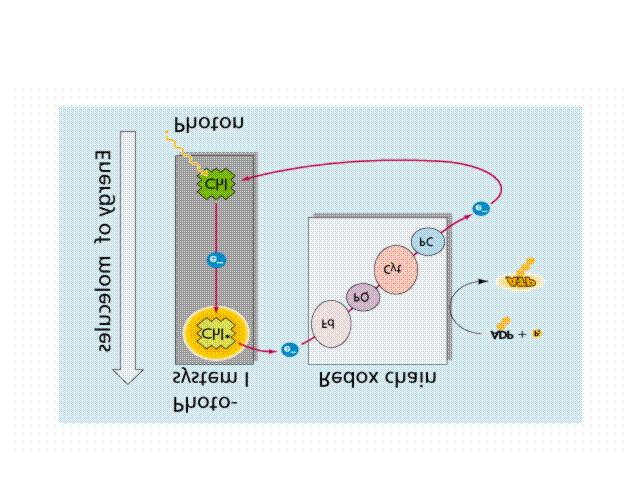 XWQD D# HOV IRWRNpPLD$ UHQGV]HUKH% 36,&(' 36) DODSYHW IXQNFLyM*+* &DOYL, FLNOXVED,"- DV]QRVXO. 1$'3/ termelése, ami PSI lineáris elektrontranszportjának eredménye.