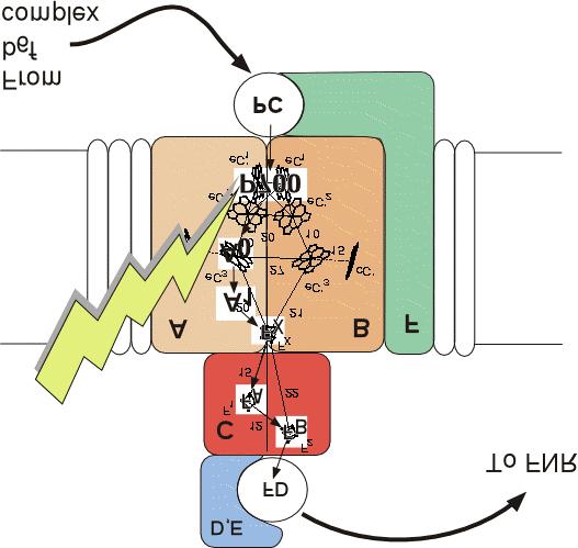 A fotoszintézis molekuláris biofizikája (Vass Imre, 2000) 45 elektrontranszportláqe N YHNH] WDJMf6f g $1-el jelölt akceptor, ami egy fillokinon (A- YLWDPLQh PROHNXODi,QQHj Dg HOHNWUk\jml iurn N O QE