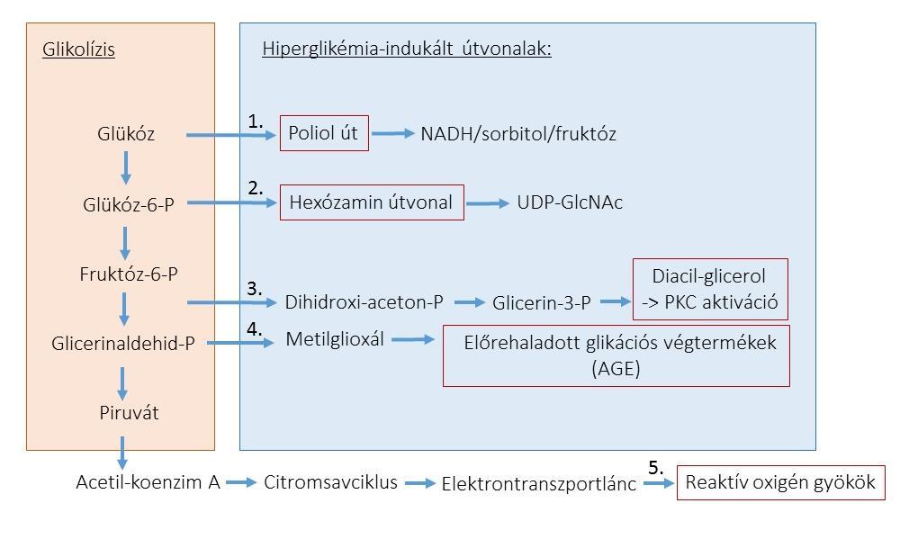 3. ábra: A krónikus hiperglikémia által aktivált főbb molekuláris útvonalak.