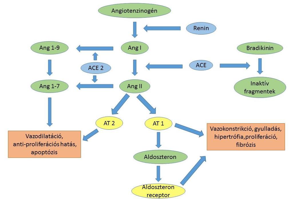 4. ábra: A renin-angiotenzin-aldoszteron rendszer (Ang: angiotenzinogén; ACE: angiotenzin konvertáló enzim; AT1: Ang II 1-es típusú receptora; AT2: Ang II 2-es típusú receptora) (Savoia és Roscioni