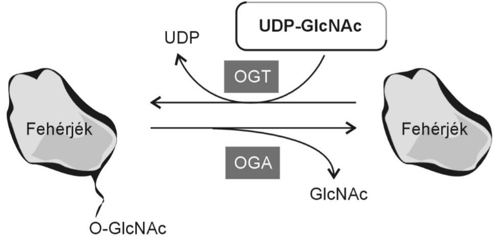 1.3. A fehérjék O-GlcNAcilációs módosulása Az O-GlcNAciláció az egyik leggyakoribb poszttranszlációs módosulás, mely fontos szerepet játszik a sejtek szabályzó folyamataiban.