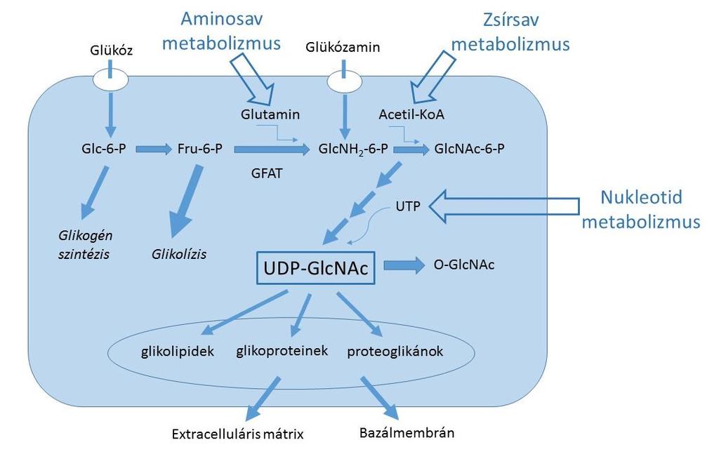 kapcsolt N-acetilglükózamin (O-GlcNAc) molekula kapcsolódik a fehérjékhez, aminek eltávolítását az O-GlcNAcáz (OGA) végzi.