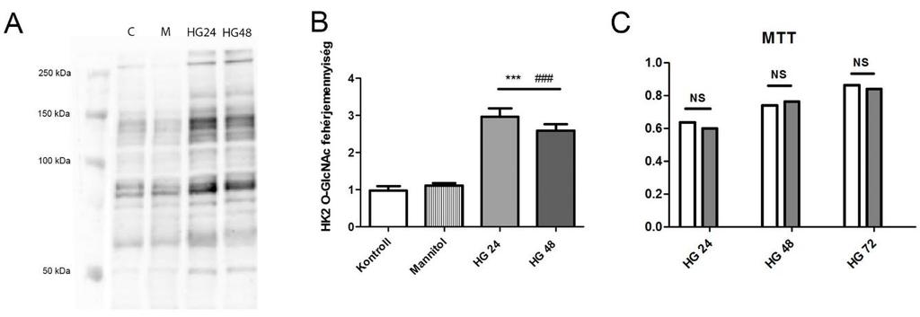 4. Eredmények In vitro kísérletek: 4.1.