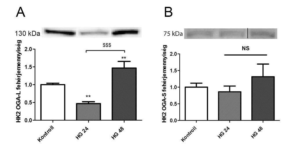 rövid izoforma (OGA-S, 75kDa) sokkal kisebb mennyiségben volt jelen a sejtben, és nem mutatott különbséget a csoportok között (9. ábra A-B). 9.
