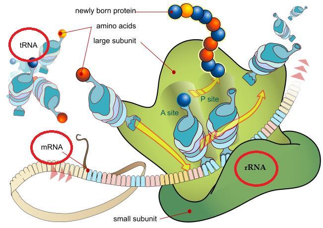 A riboszóma RNS (rrns) Az összes RNS tömegének 85%-át e típus adja. A riboszómák felépítésében vesznek részt (a fehérjék mellett).