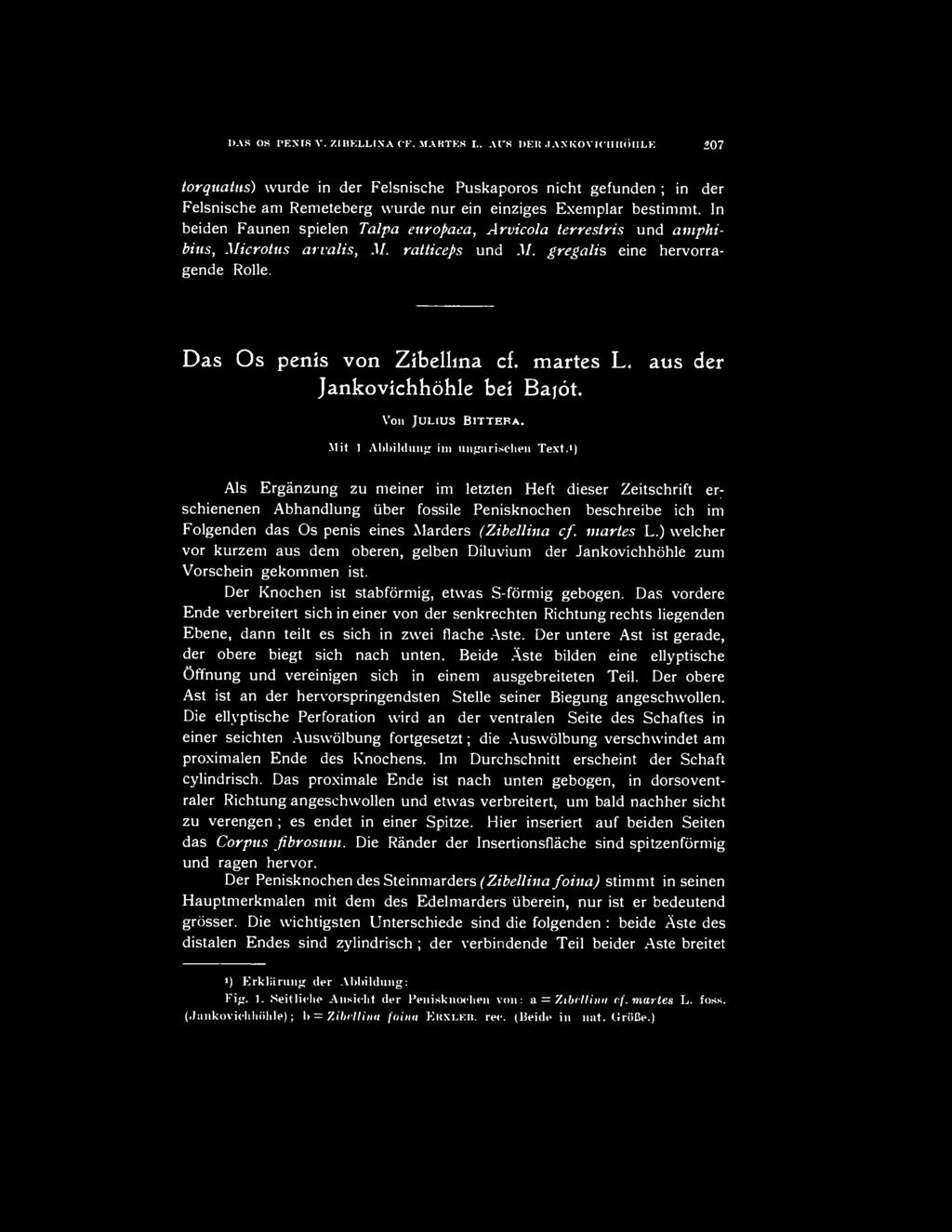 1 ) Als Ergánzung zu meiner im letzten Heft dieser Zeitschrift er : schienenen Abhandlung über fossile Penisknochen beschreibe ich im F'olgenden das Os penis eines Marders (Zibellina cf. martes L.