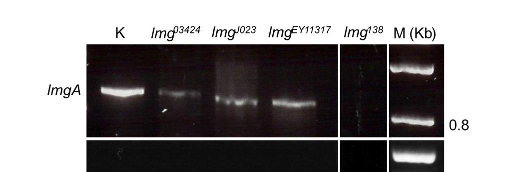 Eredmények jellemző szemszín-marker. A lmg 138 mutánsokban nem mutatható ki lmg génről képződő mrns, így a lmg 138 null allélnek tekinthető (8. ábra). 8.
