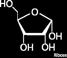 1. Három C atomos (trióz) mindig köztes termékként vannak jelen Glicerinaldehid 3 foszfát mindegyik a glicerin valamely