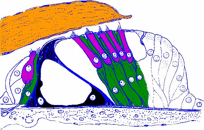 Corti-féle szerv (2) > membrana basilaris része, amely képes a hangingerek érzékelésére > membrana tectoria nyúlik a Corti-féle szerv fölé > hanghullámok érzékelése > alacsonyabb rezgésszámú