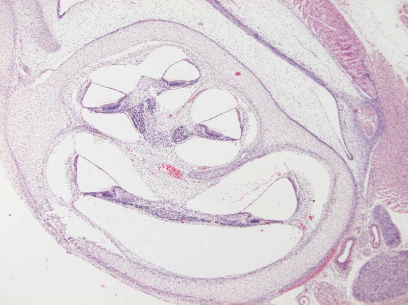 Belsőfül metszete újszülött patkányból csontos csiga porcos előfutára helicotrema modiolus scala vestibuli scala media scala tympani fejlődőcorti-szerv ggl.