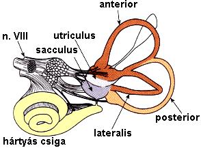 endolymphaticus saccus endolymphaticus sacculus ductus reuniens canalis spiralis cochleae: ductus cochlearis