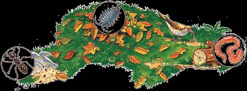 Táplálékkeresés Táplálékkeresés Itt van három kísérlet azokról a dolgokról, amelyeket a kis élőlények esznek, valamint arról, hogyan keresnek táplálékot.
