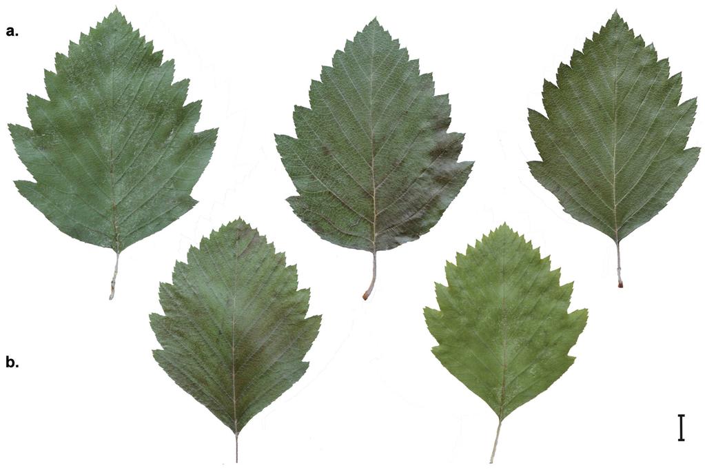 TAXONOMICAL REVISION OF SORBUS PSEUDOSEMIINCISA 167 Fig. 5.