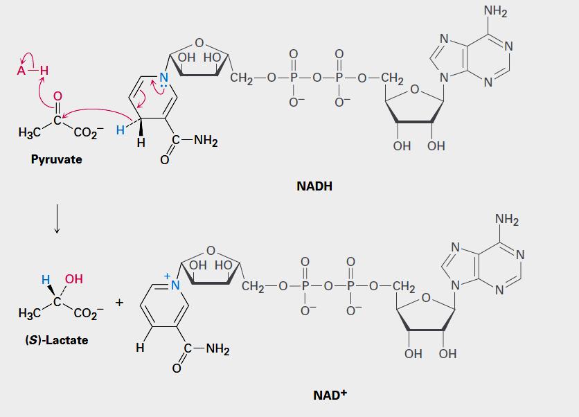 Mechanism of biological aldehyde and ketone reductions by the coenzyme