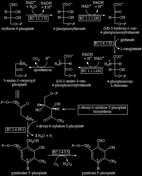 Pyridoxal Biosynthesis http://www.chem.qmul.ac.