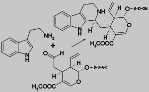 Strictosidin-Synthase ist ein pflanzliches Enzym, das die Mannich-artige Kondensation von Tryptamin und Secologanin nach Strictosidin