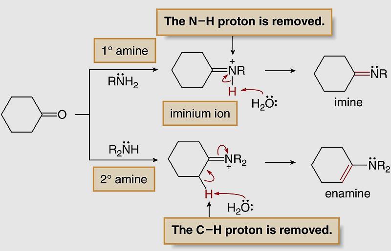 The formation of imines