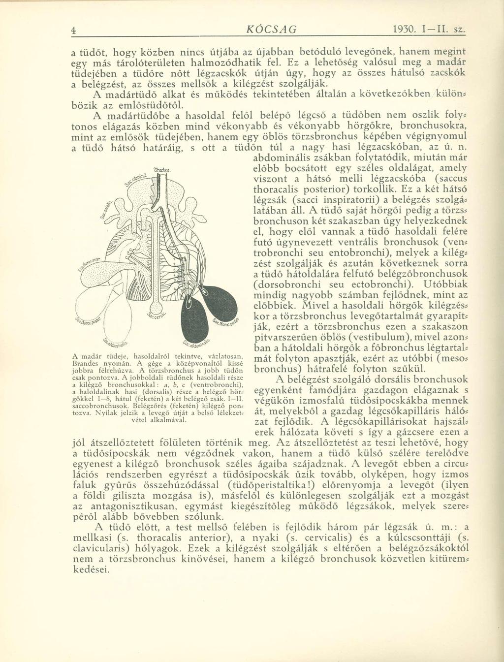 a tüdőt, hogy közben nincs útjába az újabban betóduló levegőnek, hanem megint egy más tárolóterületen halmozódhatik fel.