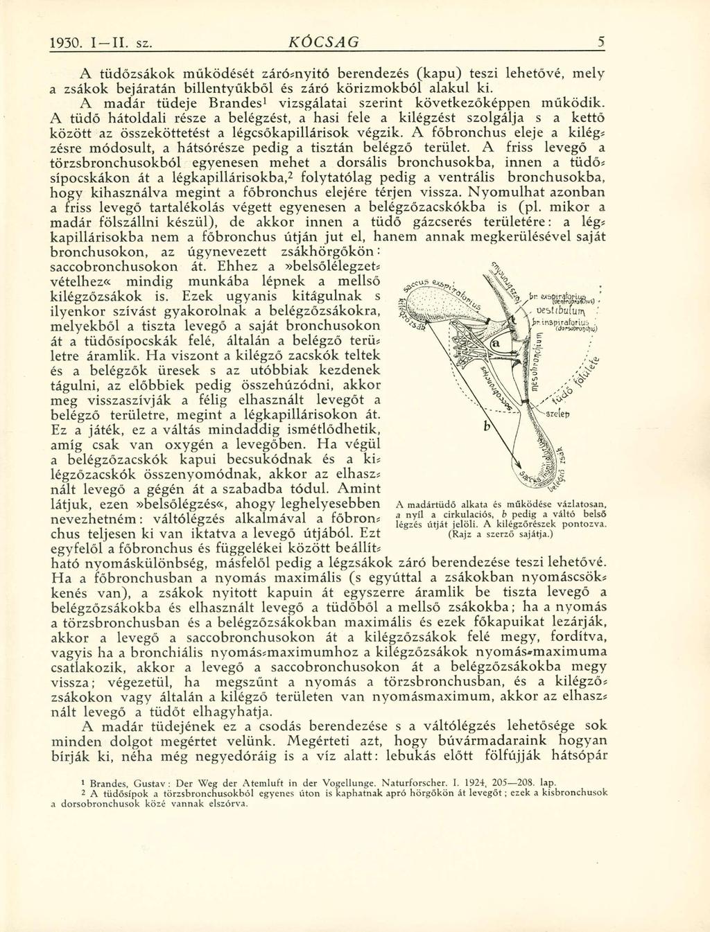 A tüdőzsákok működését záró*nyitó berendezés (kapu) teszi lehetővé, mely a zsákok bejáratán billentyűkből és záró körizmokból alakul ki.