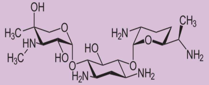 Aminoglikozidok Jellemzők: Széles spektrumú antibiotikumok: Gentamicin / Tobramicin / Amikacin Vd = 0.05-0.