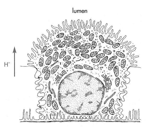 Nephron: intercalaris (köztes v.