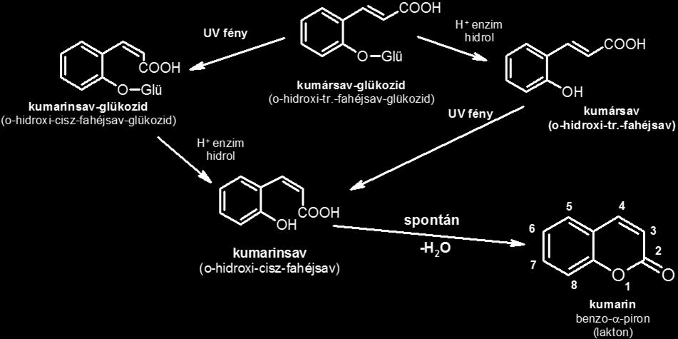 Kumarinok I.