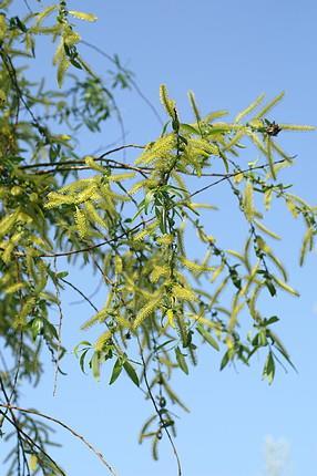 SALICIS CRTEX - fűzfakéreg Salix purpurea L. csigolyafűz Salix daphnoides Vill. boroszlánképű fűz Salix fragilis L.