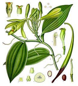 Vanillae fructus - vanília Vanilla planifolia Andr.