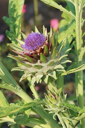 Cynarae folium articsóka levél Cynara scolymus L. (Asteraceae) Ph.Hg.VIII.