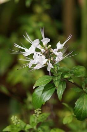 RTSIPHNIS FLIUM - jávai tea levél rtosiphon aristatus Mig. [syn.. stamineum Bentham.,. spicatus (Thunberg) Backer] (Lamiaceae) Ph.Hg.VIII.