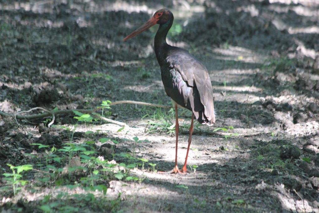 84 10. kép. Fekete gólya (Ciconia nigra).