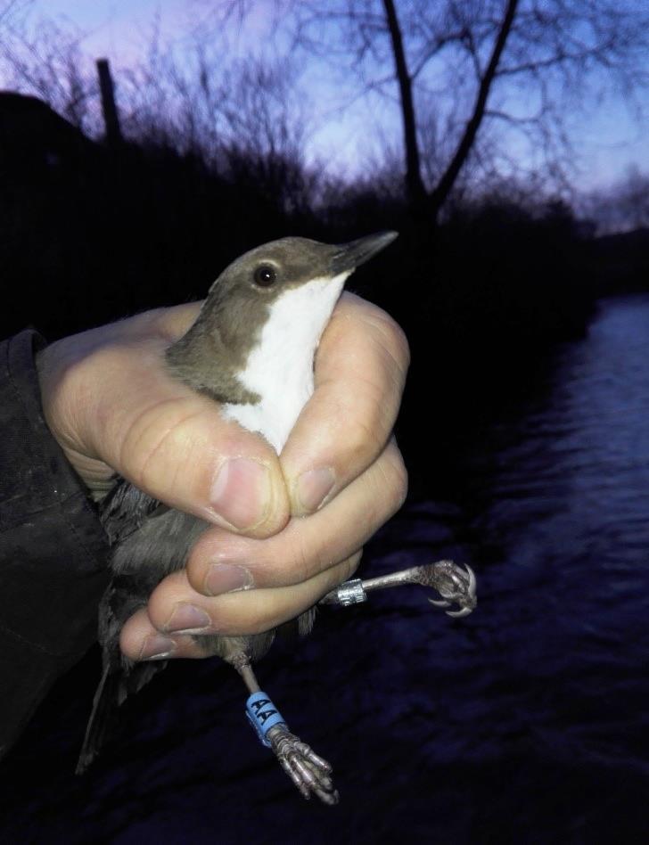 89 20. kép. Vízirigó (Cinclus cinclus) színesgyűrűvel.