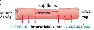 Kapilláris filtráció II.