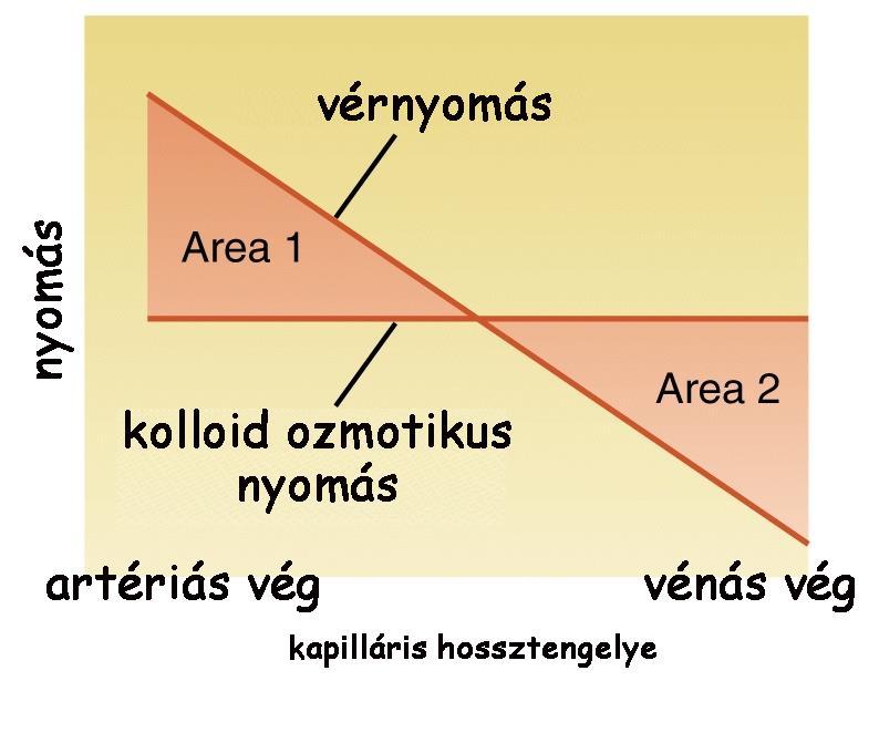 szabja meg, hogy a filtráció vagy a visszaszívás erősebb-e artériás vég: EFP = (35-1) - (26 + 0)= 10 Hgmm nettó