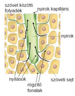 A nyirokkeringés II.