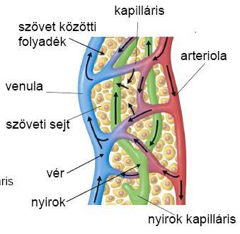 szinten tartja (+3 liter/nap a szűrési többlet a kapillárisoknál