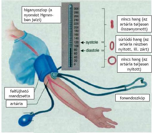 Nyomás- és térfogatviszonyok a nagy vérkörben vérnyomás a nagy vérkör magas nyomású részében (artériák) mérhető nyomást értik rajta szisztolés nyomás (120 Hgmm): az a maximális nyomás, amely az