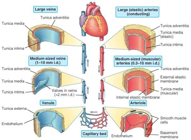 Az érrendszer felépítése átmérő ~30 mm; falvastagság 1,5 mm vékony simaizom tunica interna nagy vénák tunica externa elasztikus (nagy) artériák átmérő ~25 mm; falvastagság 2,5 mm tunica externa