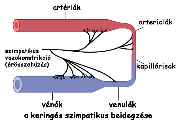 A keringés szabályozása: az érátmérő szabályozása IV.